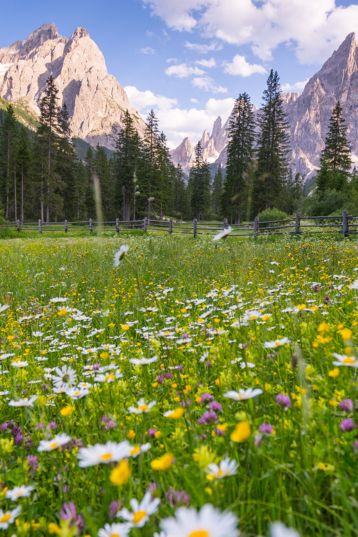 Grüne Wiese mit Blumen im Sommer und Bergen im Hintergrund - Tre Cime Luxury Chalet